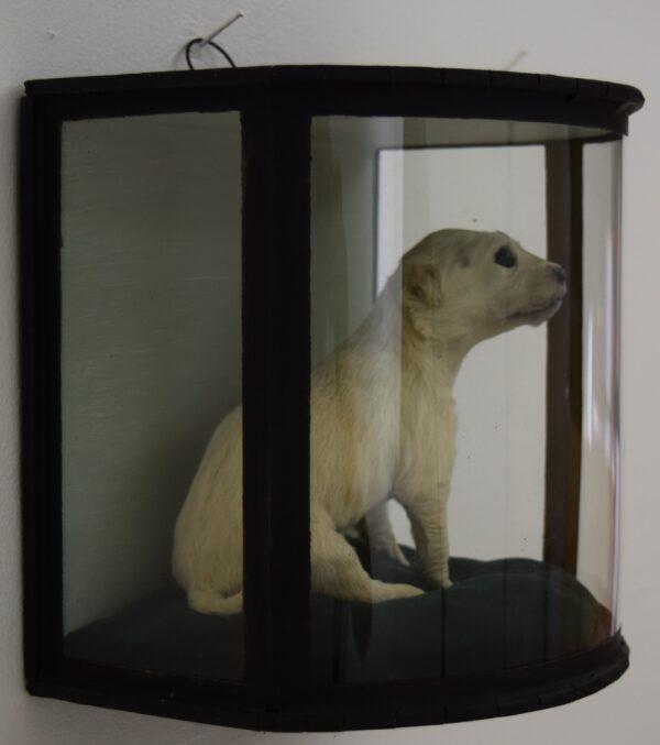 Taxidermy Golden Retriever Puppy - Image 4