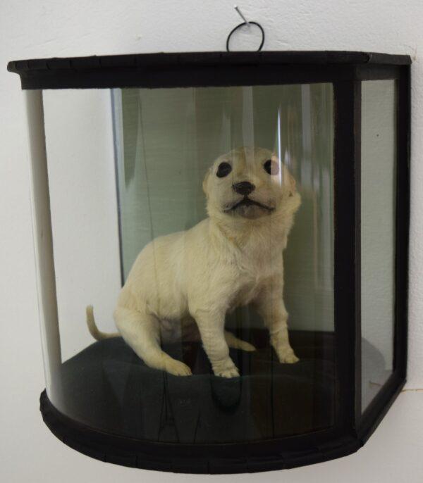 Taxidermy Golden Retriever Puppy - Image 5