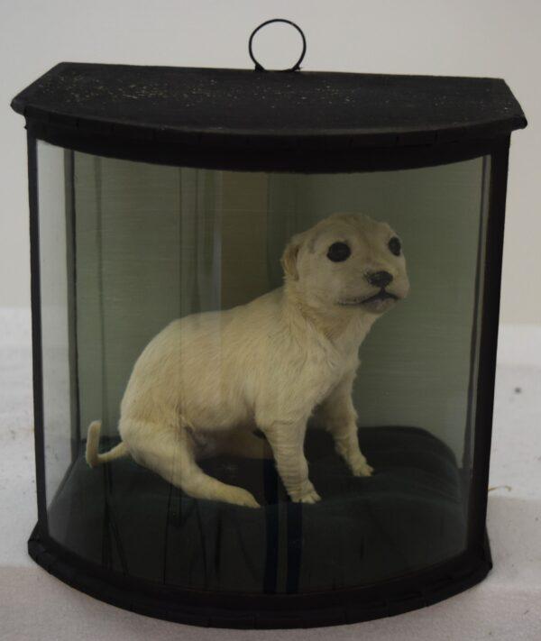Taxidermy Golden Retriever Puppy - Image 6