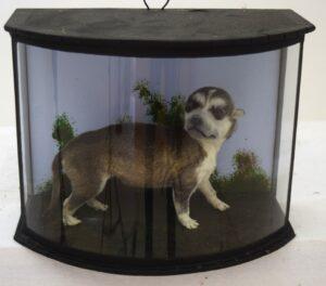 Taxidermy Huskie Puppy