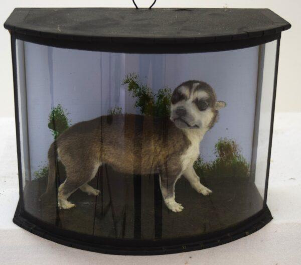 Taxidermy Huskie Puppy
