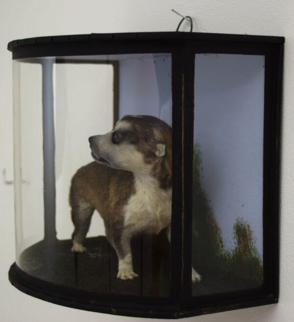 Taxidermy Huskie Puppy - Image 3