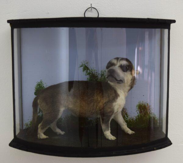 Taxidermy Huskie Puppy - Image 4