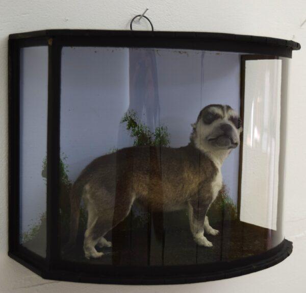 Taxidermy Huskie Puppy - Image 5