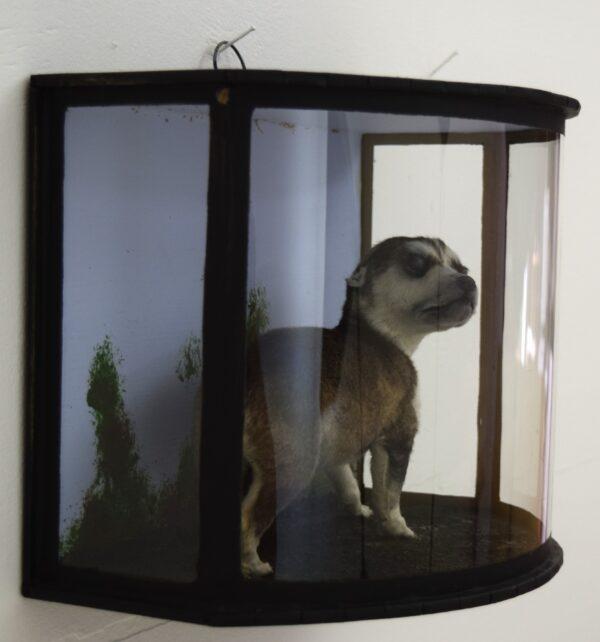 Taxidermy Huskie Puppy - Image 6