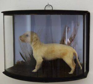 Taxidermy Golden Retriever Puppy