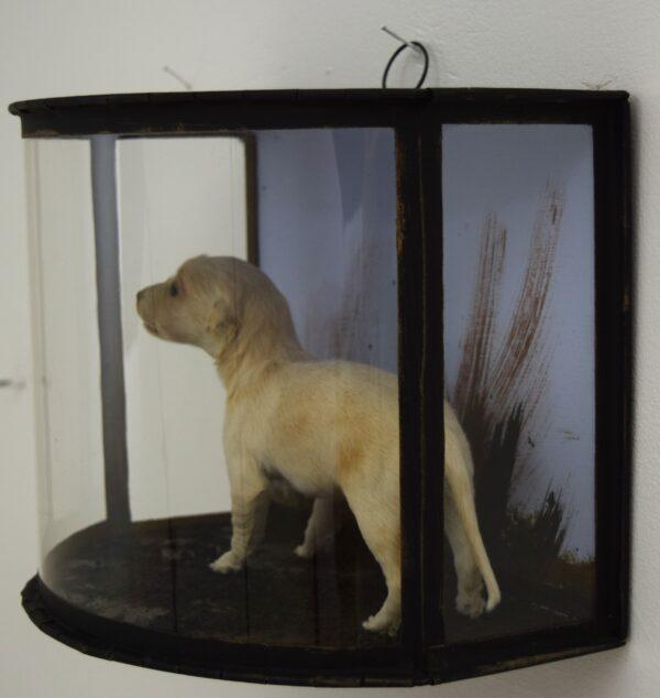 Taxidermy Golden Retriever Puppy - Image 3