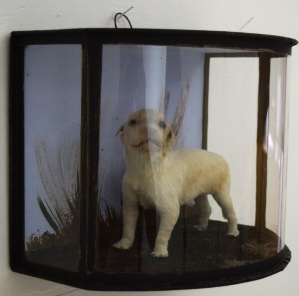 Taxidermy Golden Retriever Puppy - Image 4