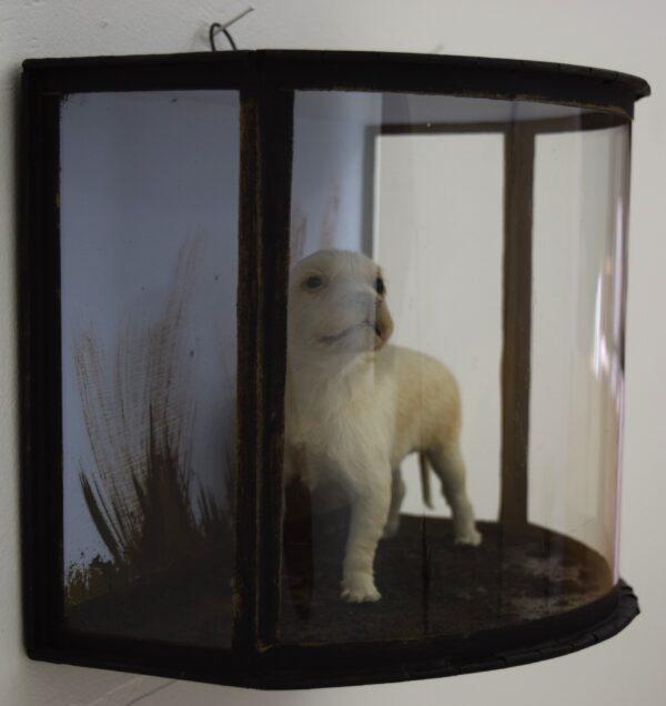 Taxidermy Golden Retriever Puppy - Image 5