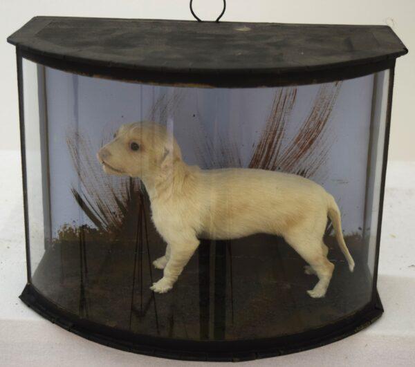Taxidermy Golden Retriever Puppy - Image 7