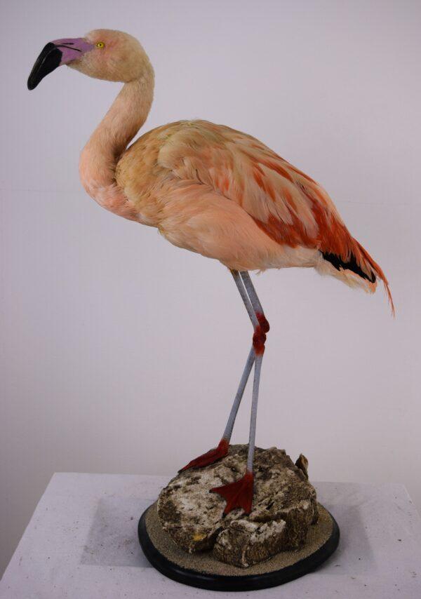 Taxidermy Chilean Flamingo