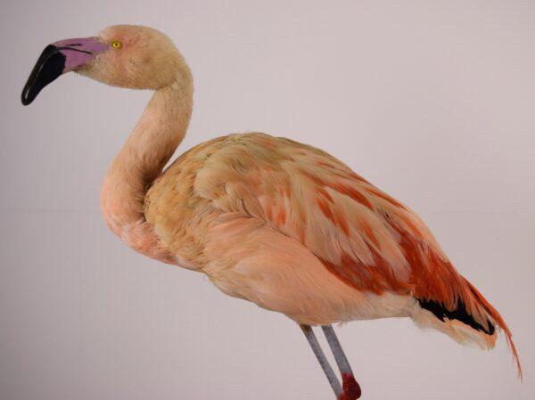 Taxidermy Chilean Flamingo - Image 2