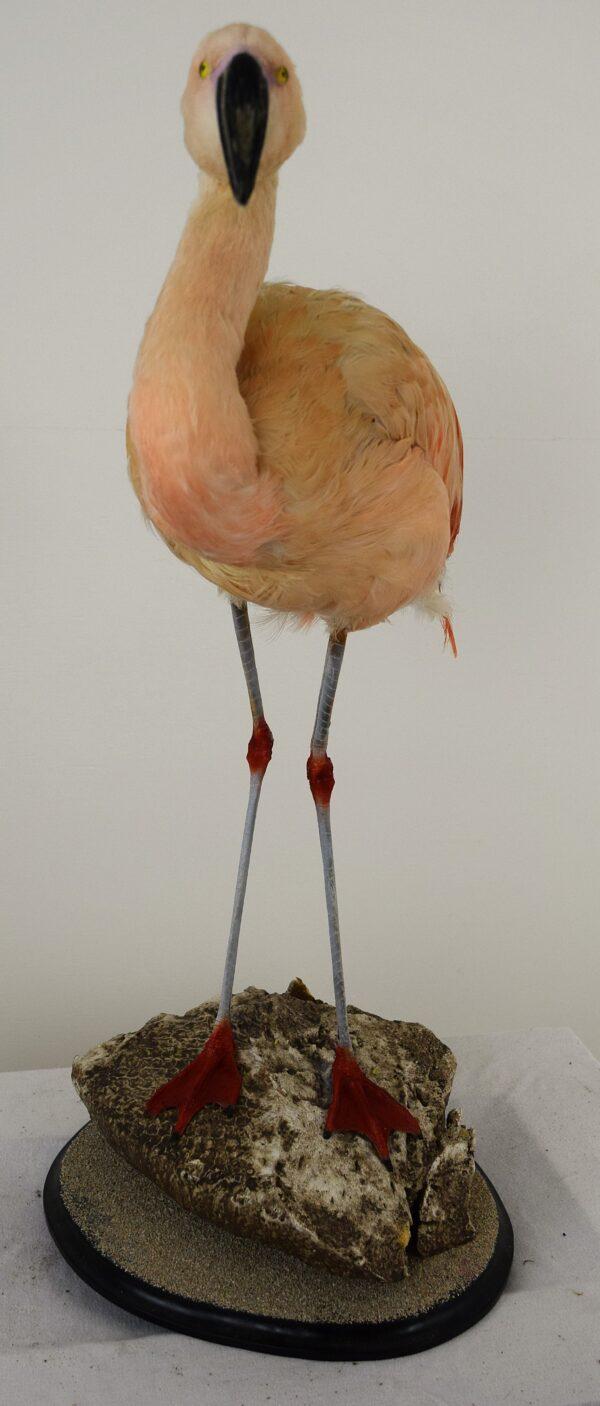 Taxidermy Chilean Flamingo - Image 3