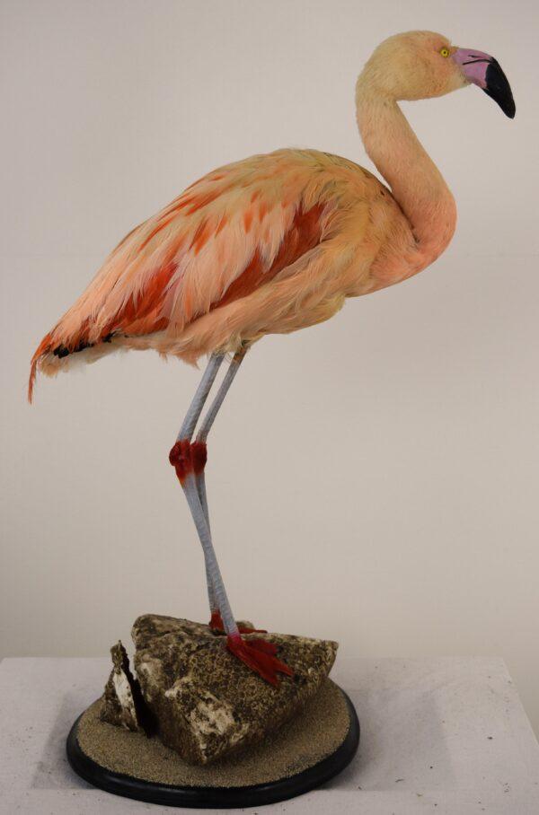 Taxidermy Chilean Flamingo - Image 4