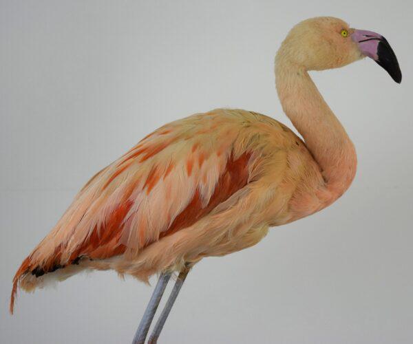 Taxidermy Chilean Flamingo - Image 5