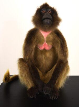 Taxidermy Gelada Baboon