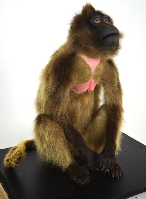Taxidermy Gelada Baboon - Image 2