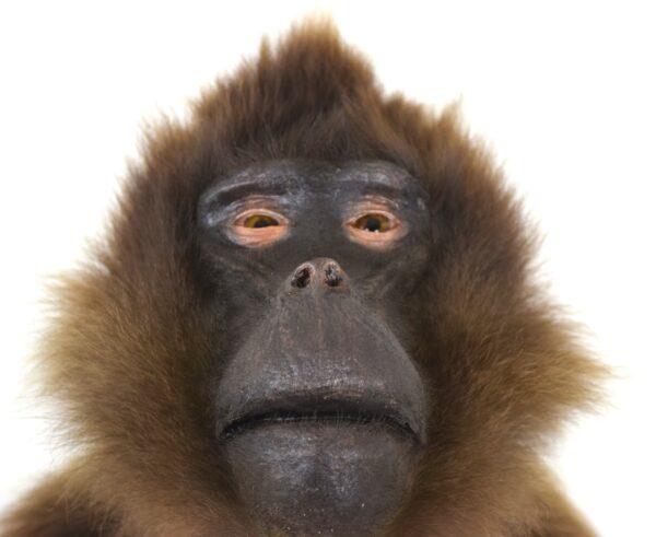 Taxidermy Gelada Baboon - Image 3
