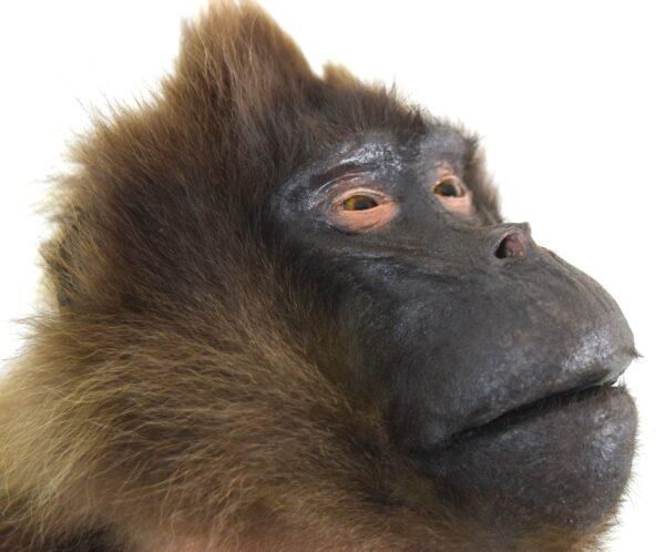 Taxidermy Gelada Baboon - Image 10