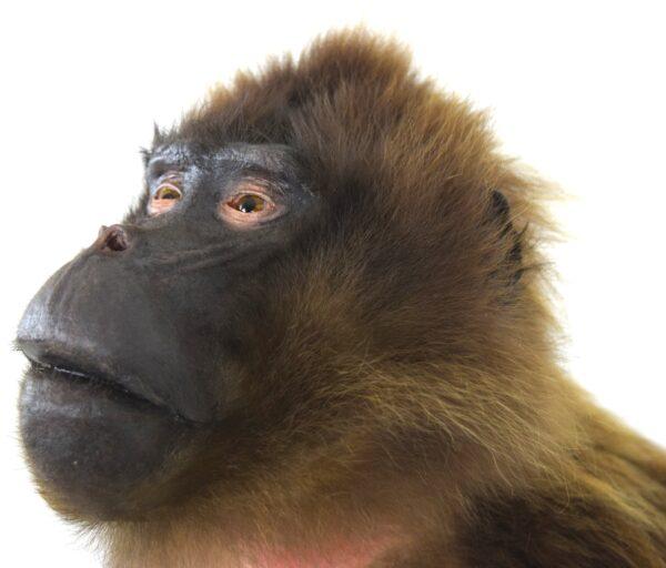 Taxidermy Gelada Baboon - Image 11