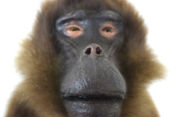 Taxidermy Gelada Baboon - Image 12