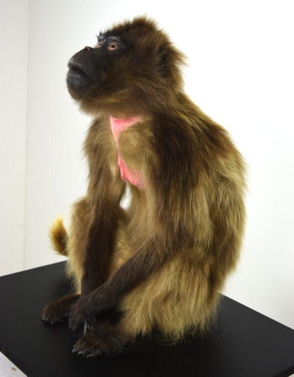 Taxidermy Gelada Baboon - Image 4