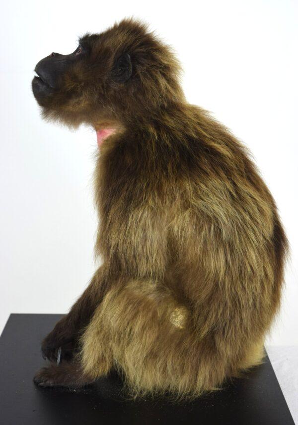 Taxidermy Gelada Baboon - Image 5
