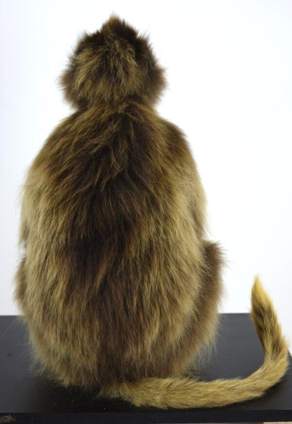 Taxidermy Gelada Baboon - Image 6