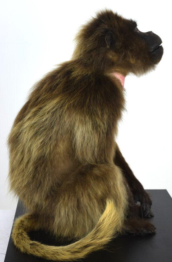 Taxidermy Gelada Baboon - Image 7