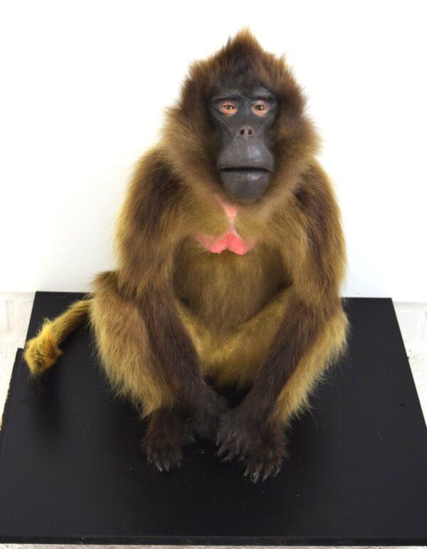 Taxidermy Gelada Baboon - Image 8