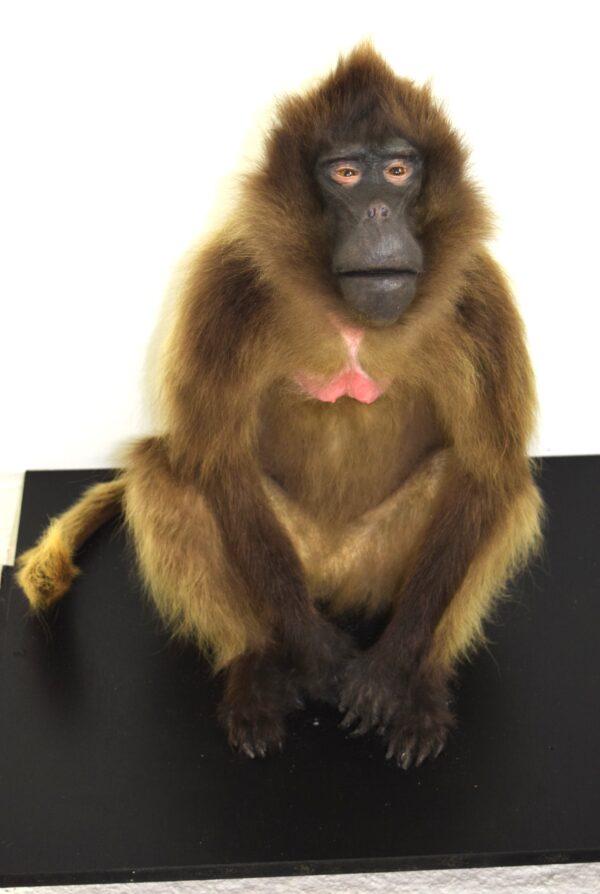 Taxidermy Gelada Baboon - Image 9