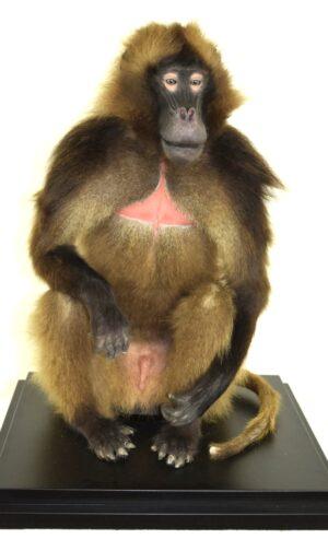 Taxidermy Gelada Baboon