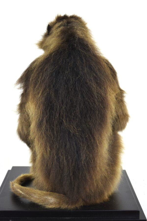 Taxidermy Gelada Baboon - Image 10
