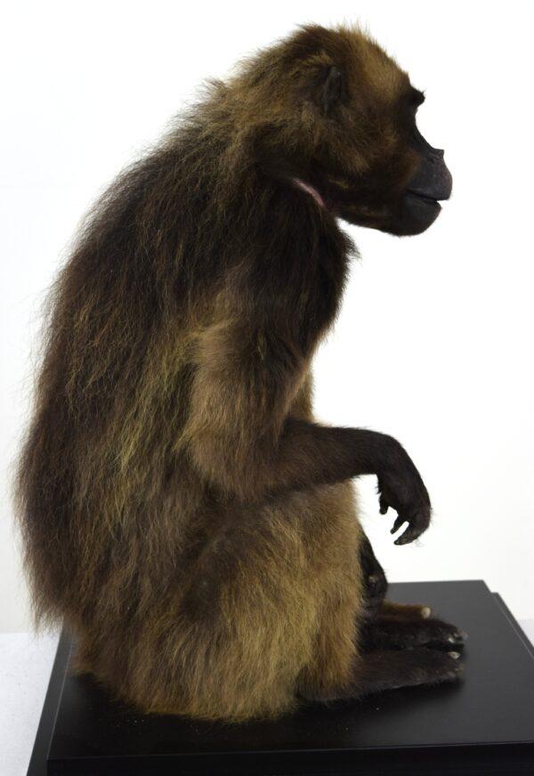 Taxidermy Gelada Baboon - Image 11