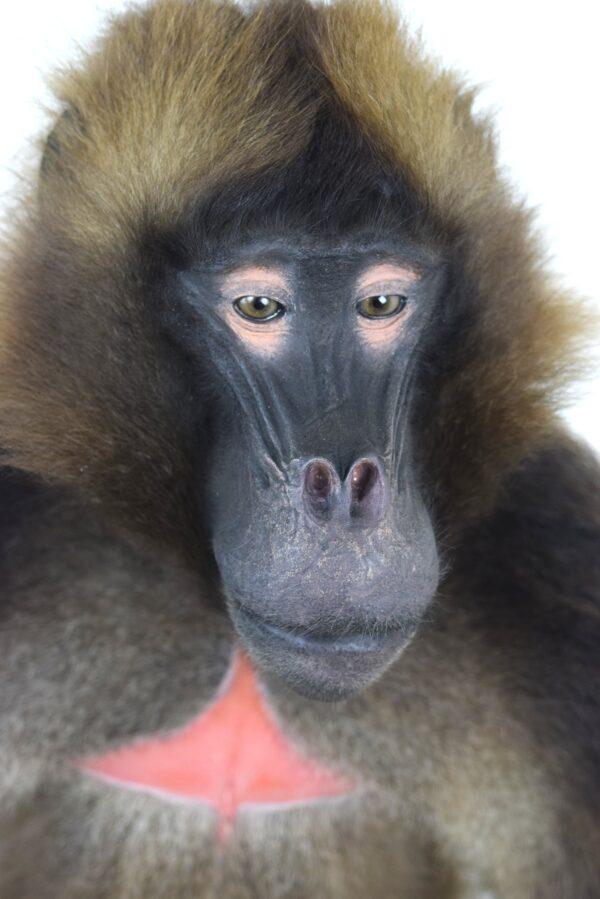 Taxidermy Gelada Baboon - Image 12