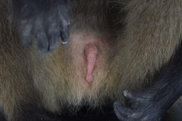 Taxidermy Gelada Baboon - Image 14