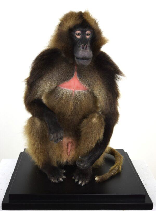 Taxidermy Gelada Baboon - Image 2