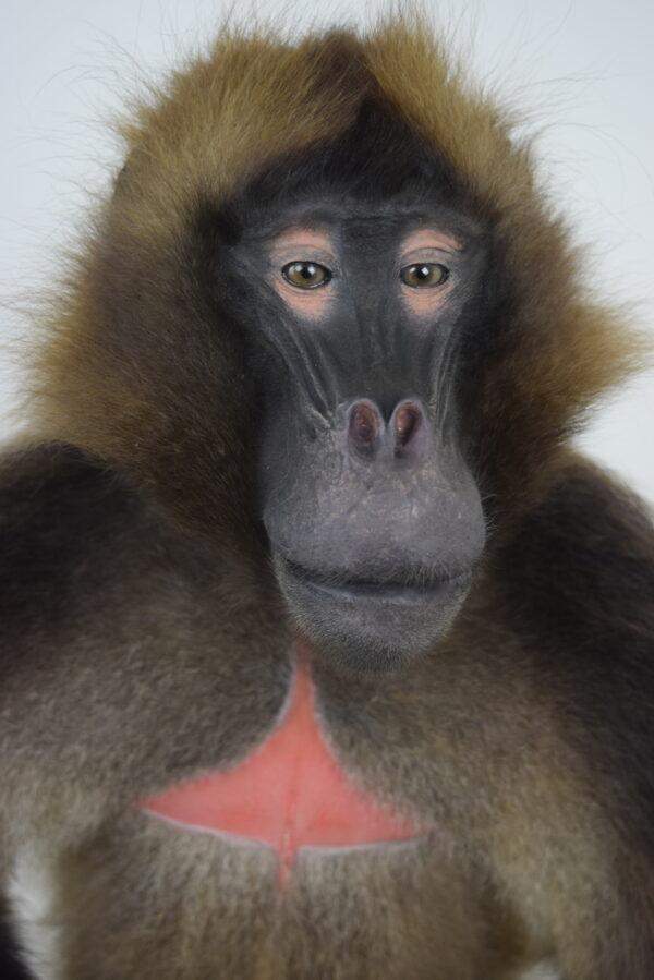 Taxidermy Gelada Baboon - Image 4