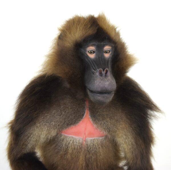 Taxidermy Gelada Baboon - Image 5