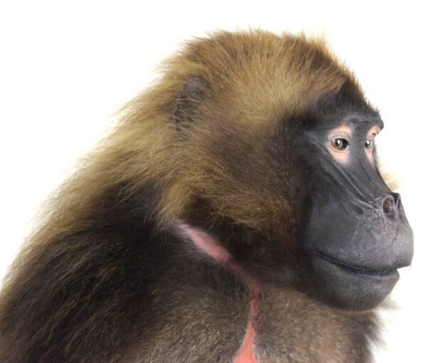 Taxidermy Gelada Baboon - Image 6