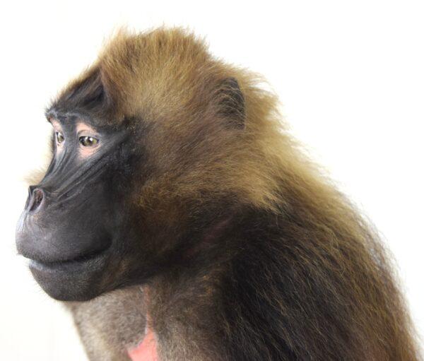 Taxidermy Gelada Baboon - Image 7