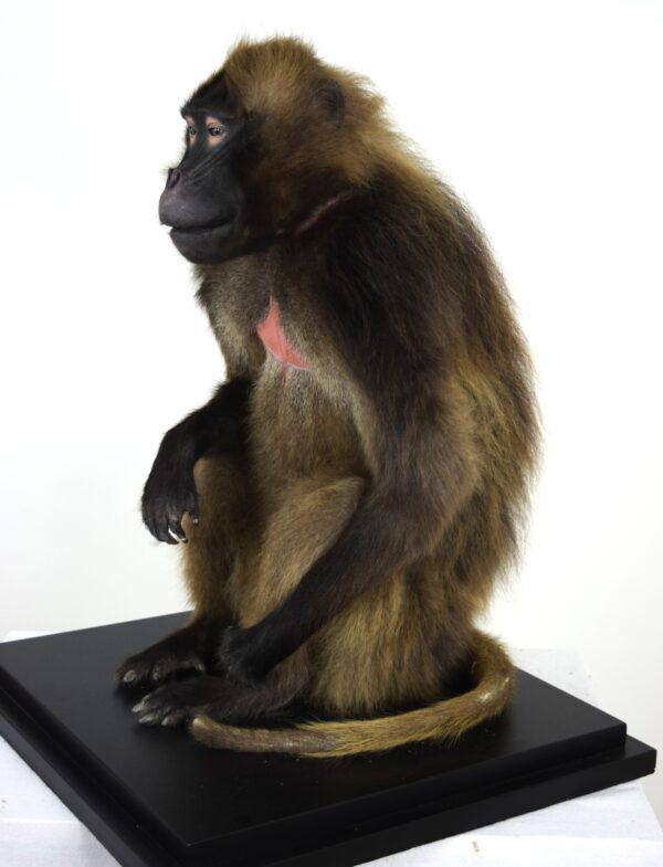 Taxidermy Gelada Baboon - Image 8