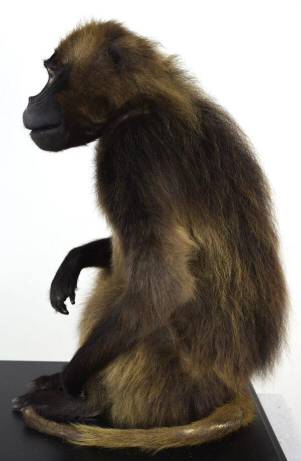 Taxidermy Gelada Baboon - Image 9