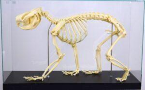 Skeleton Victoria Koala Bear