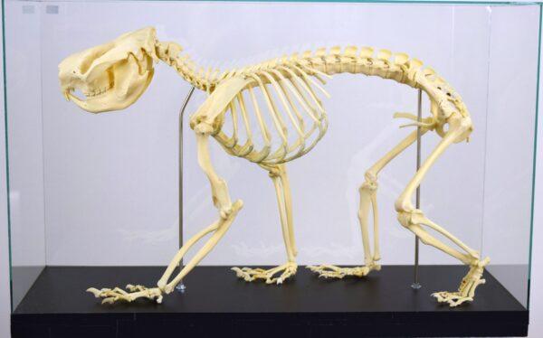 Skeleton Victoria Koala Bear