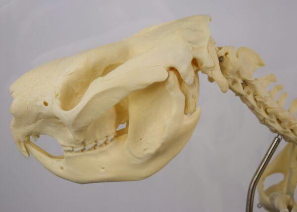 Skeleton Victoria Koala Bear - Image 2