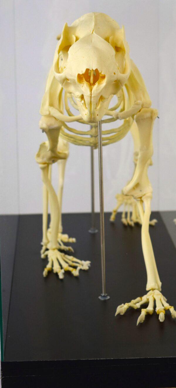 Skeleton Victoria Koala Bear - Image 3