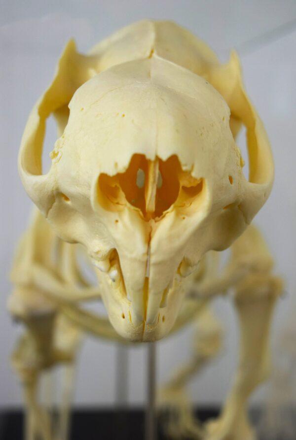 Skeleton Victoria Koala Bear - Image 4