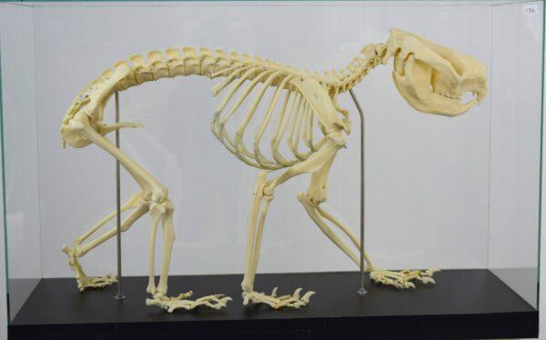 Skeleton Victoria Koala Bear - Image 5