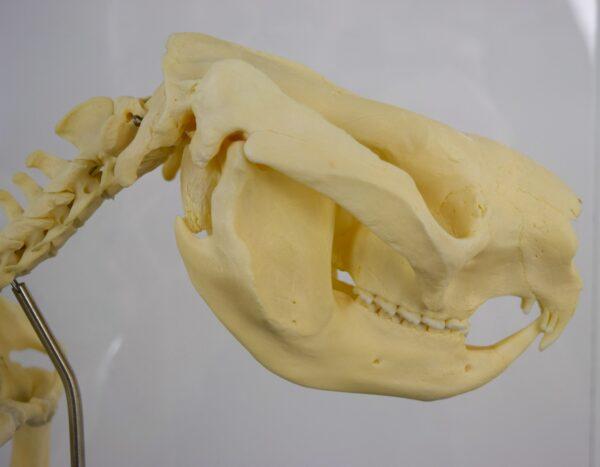 Skeleton Victoria Koala Bear - Image 6